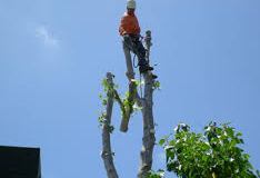 Man Cutting Trees 