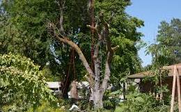 Cutting Trees