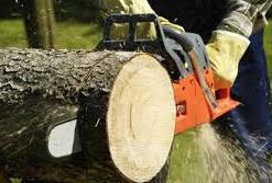 Cutting Trees with Chainsaw 