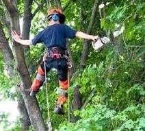Man Cutting Tree Branches